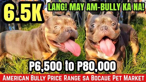 american bully price range philippines